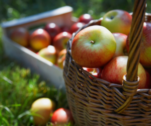 Apple Picking fall date 