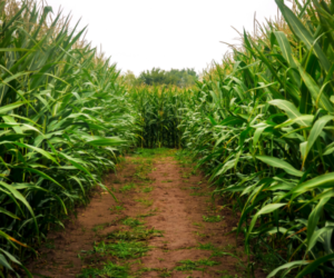 corn maze 