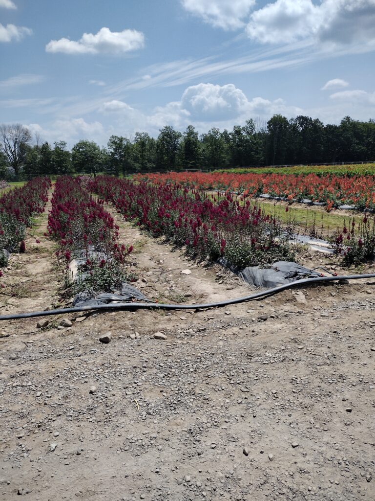 Lakeland Orchard & Cidery Review